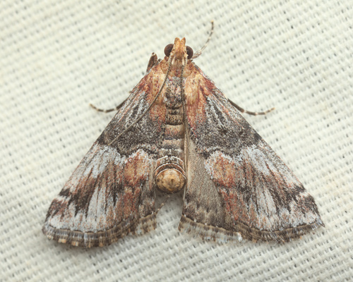 iNaturalist observation photo of Toripalpus trabalis