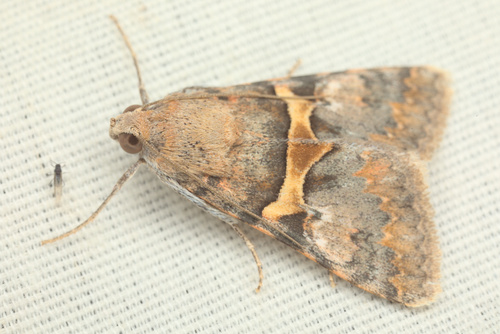 iNaturalist observation photo of Forsebia Moth