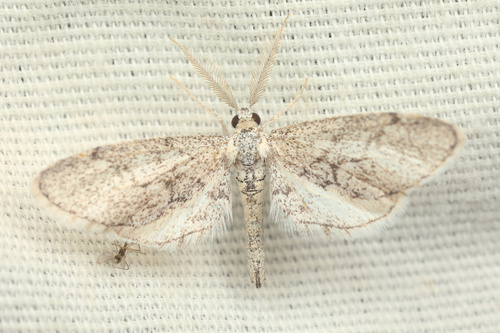 iNaturalist observation photo of Boarmiini