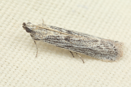 iNaturalist observation photo of Pyralid and Crambid Snout Moths