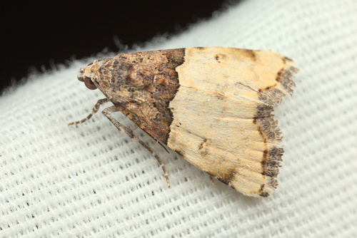 iNaturalist observation photo of Divided Cobubatha