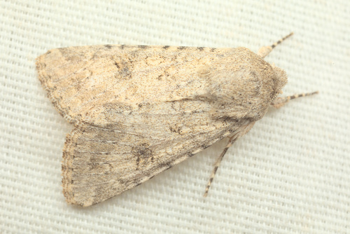 iNaturalist observation photo of Cutworm Moths and Allies