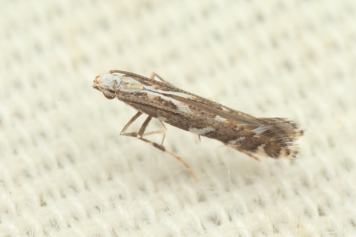 iNaturalist observation photo of Leaf Blotch Miner Moths