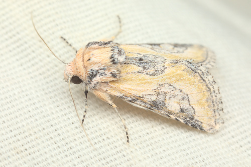 iNaturalist observation photo of Crimona pallimedia