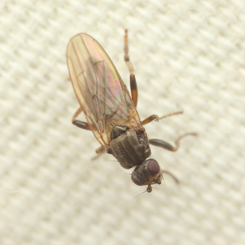 iNaturalist observation photo of Copromyza