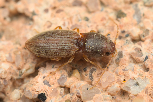 iNaturalist observation photo of Click Beetles