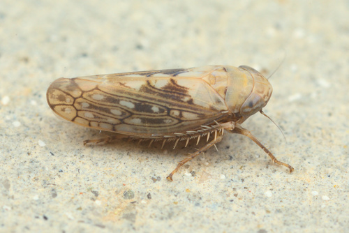 iNaturalist observation photo of Spathanus acuminatus