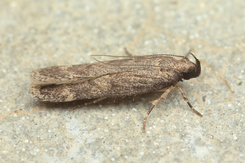 iNaturalist observation photo of Twirler Moths