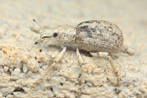 iNaturalist observation photo of Ophryastes