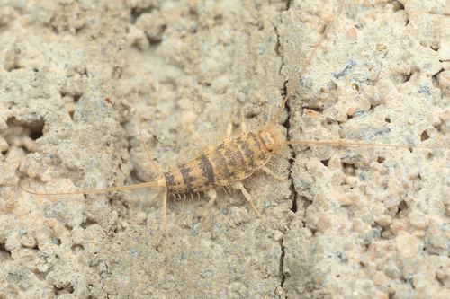 iNaturalist observation photo of Firebrat