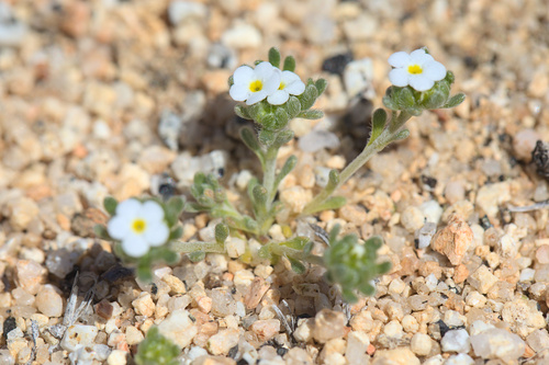 iNaturalist observation photo of Mountain Red-root Cryptantha