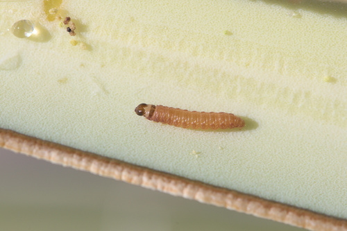 iNaturalist observation photo of Butterflies and Moths