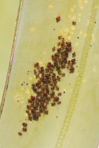iNaturalist observation photo of Yucca Plant Bug