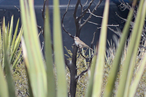 iNaturalist observation photo of Vesper Sparrow