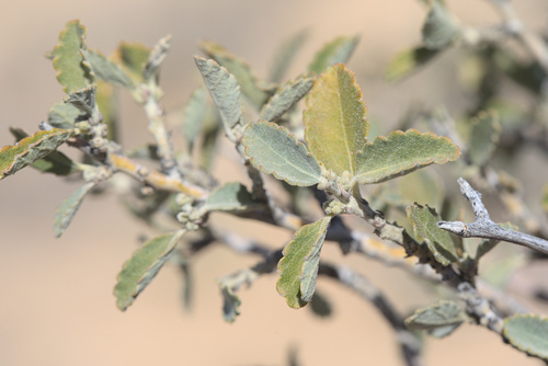 iNaturalist observation photo of Western Bernardia
