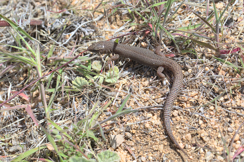 iNaturalist observation photo of Desert Night Lizard