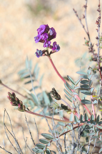 iNaturalist observation photo of Palmer's milkvetch