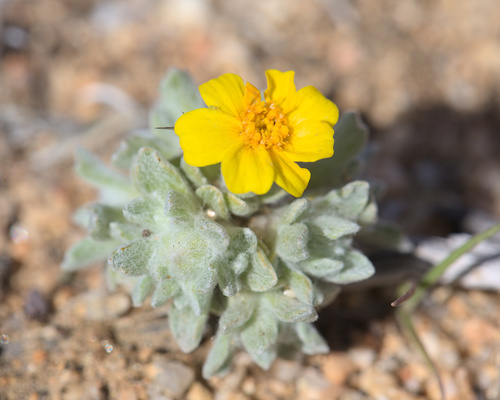 iNaturalist observation photo of Wallace's woollydaisy