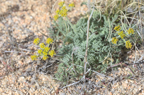 iNaturalist observation photo of Mojave desertparsley