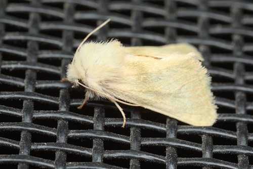 iNaturalist observation photo of Cutworms and Dart Moths