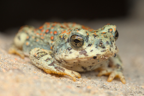 iNaturalist observation photo of Red-spotted Toad