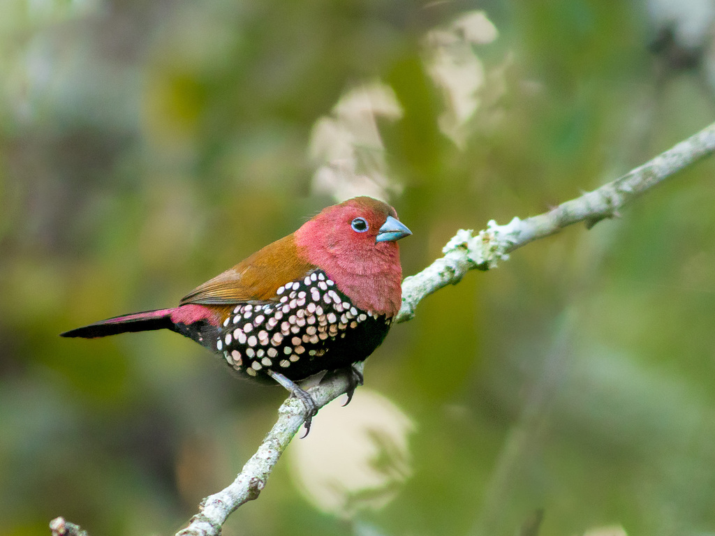 Pink-throated Twinspot photo