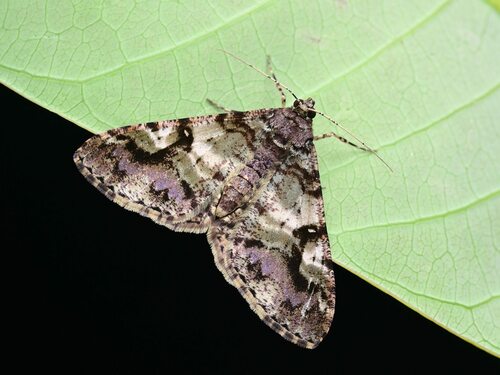 Gasterocome pannosaria (Moore, 1868)