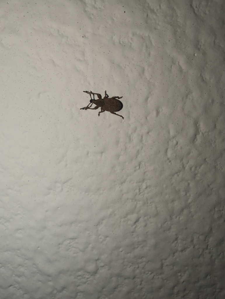 Clay-coloured Weevil from Pierce County, US-WA, US on April 1, 2024 at ...