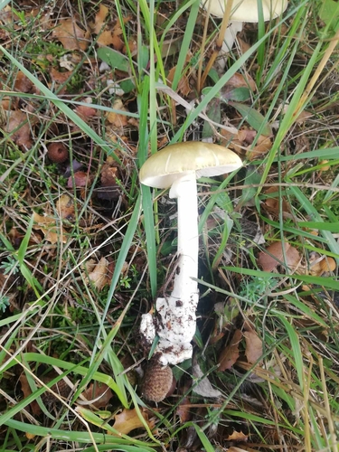 Deathcap
