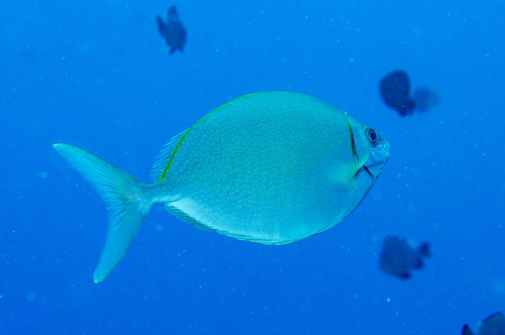 Black Rabbitfish from North Solitary Island, New South Wales, Australia ...