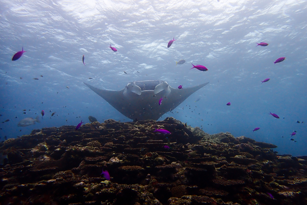 Reef Manta Ray