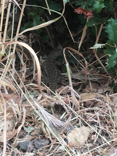 iNaturalist observation photo of Western Fence Lizard