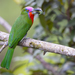 Red-bearded Bee-Eater - Photo (c) Jono Dashper, all rights reserved, uploaded by Jono Dashper