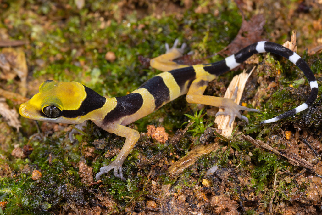 Bent Toed Geckos In March 2024 By Jono Dashper · Inaturalist