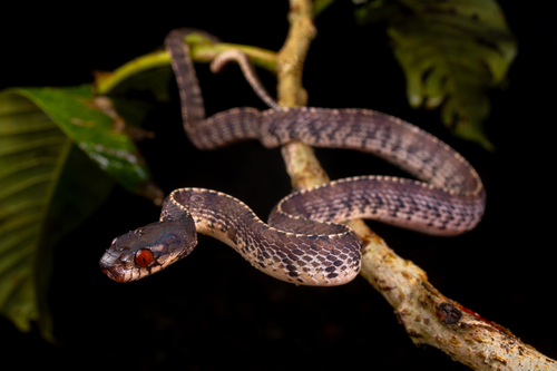 Asian Slug Snake (Asthenodipsas vertebralis) · iNaturalist