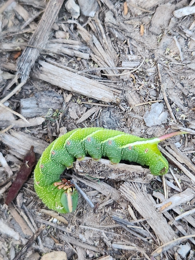 Waved Sphinx from McAllen, TX 78503, USA on April 2, 2024 at 07:48 AM ...