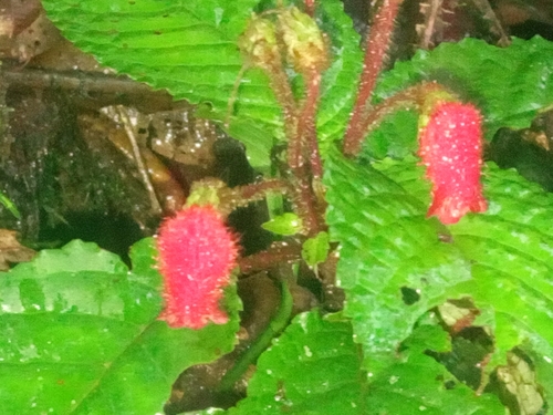 Pearcea intermedia