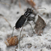Scabrous Tiger Beetle - Photo (c) Steve Collins, all rights reserved, uploaded by Steve Collins