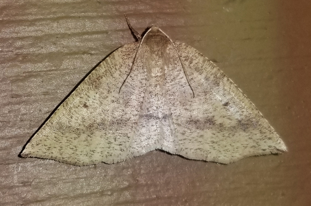 Metarranthis from Fentress County, TN, USA on April 1, 2024 at 09:20 PM ...