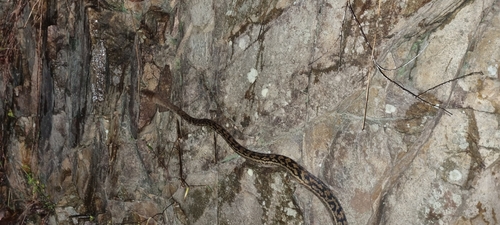 Australian Scrub Python sighting