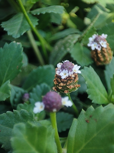 turkey tangle frogfruit
