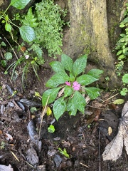 Impatiens walleriana image
