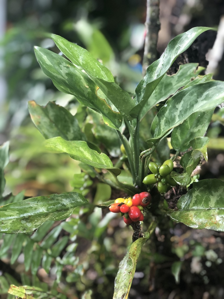 Ngọc ngân (Aglaonema commutatum cultivars)
