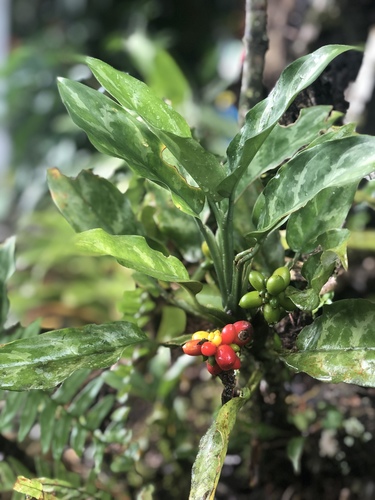 Philippine evergreen (Aglaonema commutatum var. maculatum)