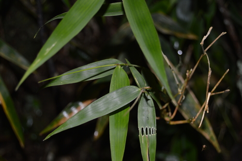 Arthrostylidium excelsum