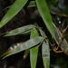 Arthrostylidium excelsum - Photo 由 Corvus corax 所上傳的 (c) Corvus corax，保留所有權利