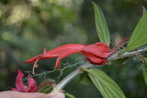 Columnea erythrophaea