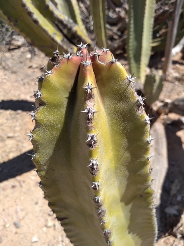 senita cactus