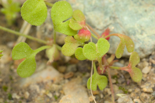 iNaturalist observation photo of Fairy Mist