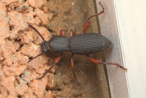 iNaturalist observation photo of Argoporis